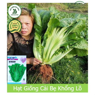 Hạt giống cải bẹ khổng lồ - Nguyên gói nhập khẩu 3000 hạt