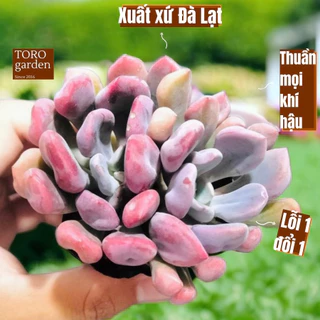 Sen đá cúc hột Đà Lạt size bé cây cảnh trang trí nhà cửa Toro garden