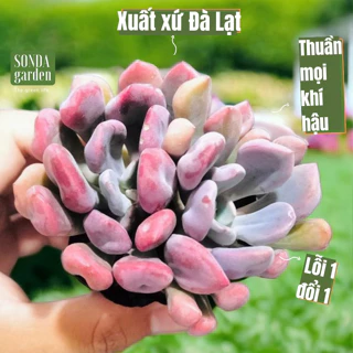 Sen đá cúc hột size bé Sonda Garden lỗi 1 đổi 1 cây cảnh trang trí nhà cửa