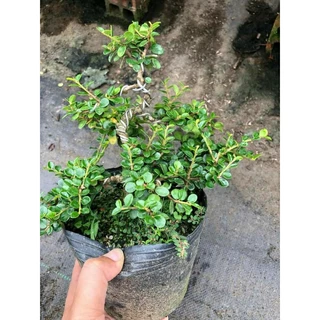 Cây sam núi trái bonsai đã tạo dáng
