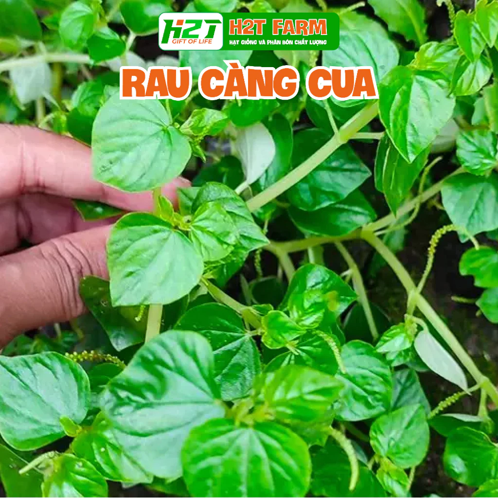 Hạt Giống Rau Càng Cua Xanh Giòn, Dễ Trồng - h2t farm