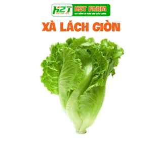 Hạt giống xà lách giòn ngọt - h2t farm