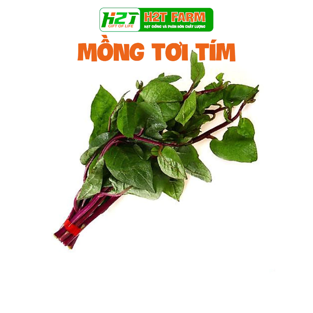 Hạt giống Mồng Tơi Đỏ (mồng tơi tím) - h2t farm