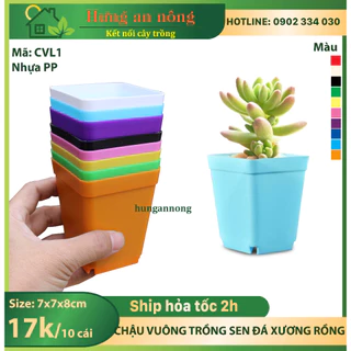 CVL1 - Sét 10 chậu vuông nhựa PP chuyên trồng sen đá xương rồng bonsai cây để bàn size 7x7x8cm