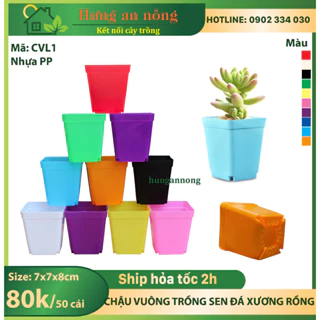 CVL1 - Sét 50 chậu vuông nhựa PP chuyên trồng sen đá xương rồng bonsai cây để bàn size 7x7x8cm