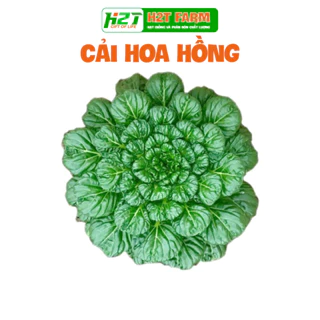 Hạt giống Cải Hoa Hồng (Cải Tatsoi) dễ trồng, kháng bệnh tốt - H2T FARM