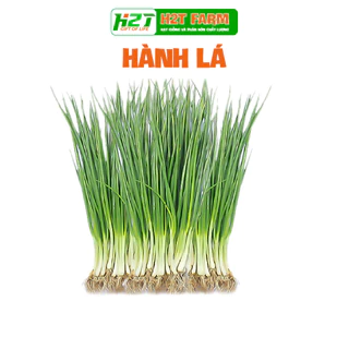 Hạt giống Hành Hương chịu nhiệt, sinh trưởng mạnh, trồng quanh năm- H2T FARM