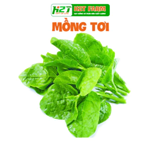 Hạt Giống Mồng Tơi Cao Sản 20gr - h2t farm (Agriscience)