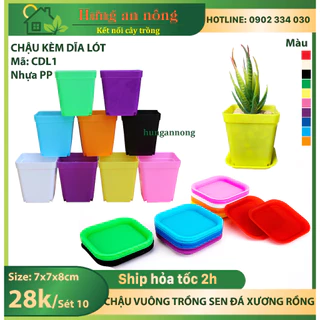 CDL1 - Sét 10 chậu + dĩa lót trồng sen đá xương rồng bonsai cây để bàn nhựa PP size chậu 7x7x8cm