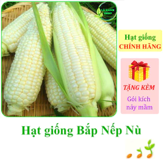 [Seeds] Hạt giống Bắp nếp nù Rạng Đông Rado 535 (gói 50 gram khoảng 150 hạt) - Hàng chính hãng