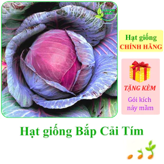 [Seeds] Hạt giống Bắp cải tím Rạng Đông Rado 501 (gói 0,5g khoảng 150 hạt) - Hàng chính hãng