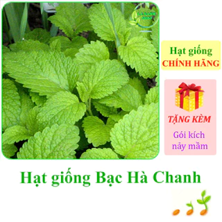 [Seeds] Hạt giống rau Bạc hà chanh LEMON BALM 601 (gói 1g khoảng 300 hạt) - Hàng chính hãng