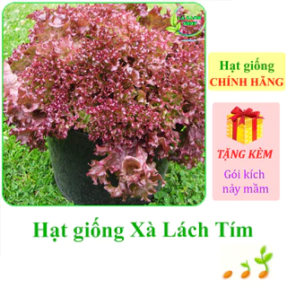 [Seeds] Hạt giống rau Xà lách tím Rạng Đông Lollo Rossa (gói 2g khoảng 1200 hạt) - Hàng chính hãng