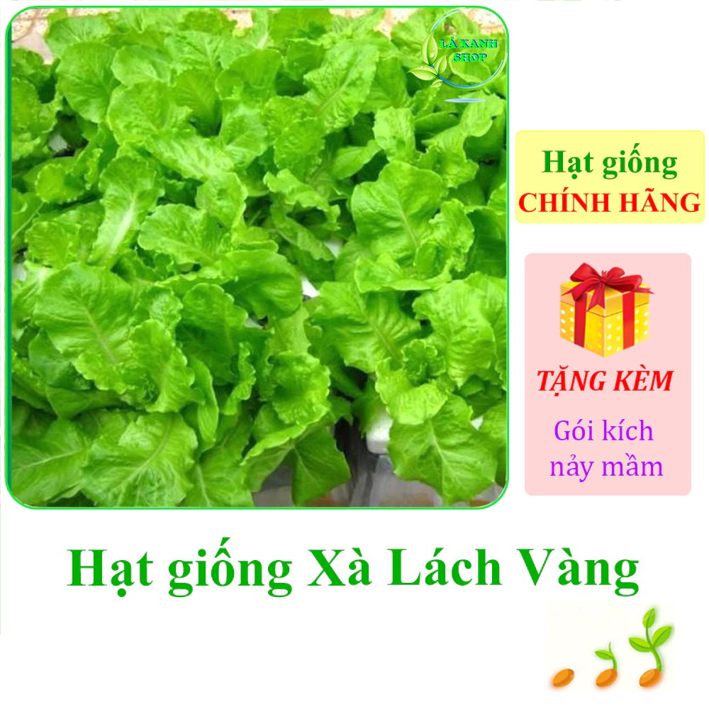 [Seeds] Hạt giống rau Xà lách vàng Rạng Đông Rado 357 (gói 10g khoảng 6000 hạt) - Hàng chính hãng