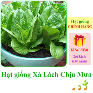 [Seeds] Hạt giống rau Xà lách chịu mưa Rado 359 (gói 10g khoảng 5000 hạt) - Hàng chính hãng