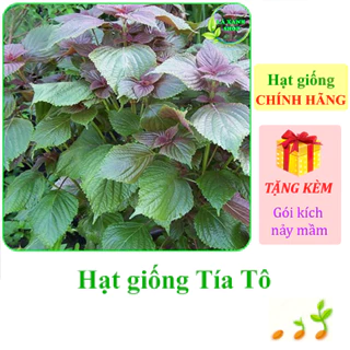 [Seeds] Hạt giống rau Tía tô Rạng Đông Rado 78 (gói 2,5 gram khoảng 1400 hạt) - Hành chính hãng