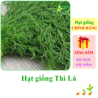 [Seeds] Hạt giống rau Thì là Rạng Đông Rado 06 (gói 5 gram khoảng 2400 hạt) - Hàng chính hãng