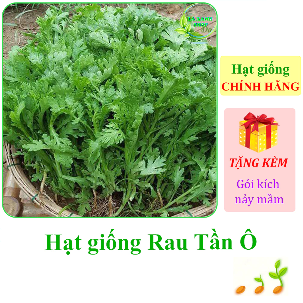 [Seeds] Hạt giống rau Tần ô Rạng Đông Rado 123 (gói 20 gram khoảng 3500 hạt) - Hàng chính hãng