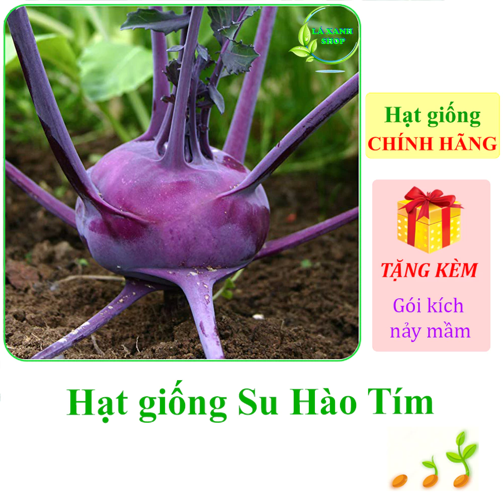 [Seeds] Hạt giống Su hào tím Rạng Đông Rado 684 (gói 2 gram khoảng 400 hạt) - Hàng chính hãng