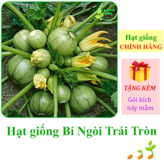 [Seeds] Hạt giống Bí ngòi trái tròn Rạng Đông Rado 678 (gói 1 gram khoảng 10 hạt) - Hàng chính hãng