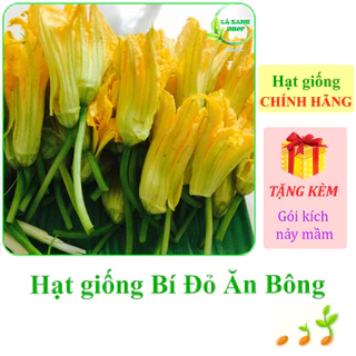 [Seeds] Hạt giống Bí đỏ ăn bông Rạng Đông Rado 391 (gói 5 gram khoảng 40 hạt) - Hàng chính hãng