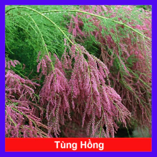 Cây Tùng Hồng ( Pink Cascade ) cây cảnh đẹp trang trí sân vườn