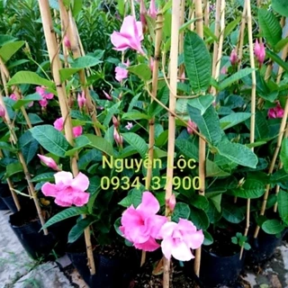 Cây hoa hồng anh cánh kép- Hoa kiểng Nguyễn Lộc- Cây giống chất lượng cao