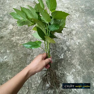 Cây lá lốt giống (cây cao 20-40cm)