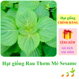 [Seeds] Hạt giống Rau thơm mè Rạng Đông Sesame (gói 0,5 gram khoảng 100 hạt) - Hàng chính hãng