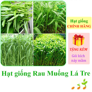 [Seeds] Hạt giống Rau muống lá tre Rạng Đông Rado 12 (gói 50 gram khoảng 1200 hạt) - Hàng chính hãng