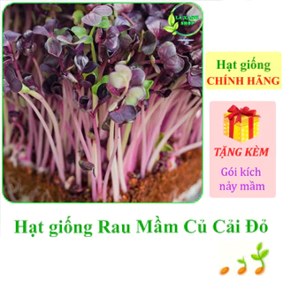 [Seeds] Hạt giống Rau mầm củ cải đỏ Rạng Đông Rado 105 (gói 30g khoảng 2200 hạt) - Hàng chính hãng