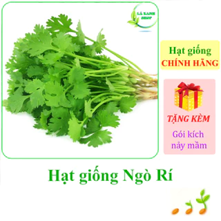 [Seeds] Hạt giống rau Ngò rí Rạng Đông Rado 31 (gói 20 gram khoảng 3000 hạt) - Hàng chính hãng