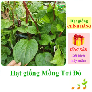 [Seeds] Hạt giống rau Mồng tơi đỏ Rạng Đông Rado 66 (gói 1 gram khoảng 40 hạt) - Hàng chính hãng