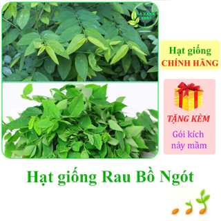 [Seeds] Hạt giống Rau ngót Rạng Đông Rado 621 (gói 1 gram khoảng 40 hạt) - Hàng chính hãng