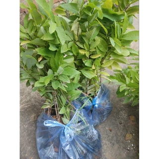 Cây Na giống ,quả to,hàng chuẩn,cao từ 50cm