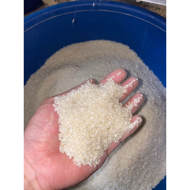 GẠO BAO THAI LẠNG SƠN 5kg - Gạo Không dẻo, càng nhai càng ngọt, thơm, đậm vị