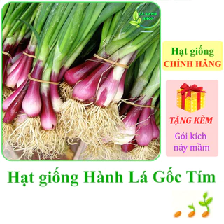 [Seeds] Hạt giống Hành lá gốc tím Rạng Đông Rado 938 (gói 2 gram khoảng 300 hạt) - Hàng chính hãng