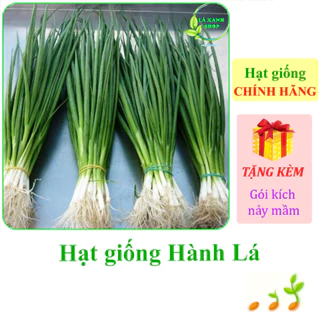 [Seeds] Hạt Giống Hành lá cao sản Rạng Đông Rado 25 (gói 2,5 gram khoảng 700 hạt) - Hàng chính hãng