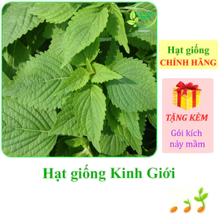 [Seeds] Hạt giống rau Kinh giới Rạng Đông Rado 11 (gói 1 gram khoảng 1800 hạt) - Hàng chính hãng