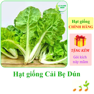 [Seeds] Hạt giống Cải bẹ dún Rạng Đông Rado 67 (gói 20 gram khoảng 4000 hạt) - Hàng chính hãng