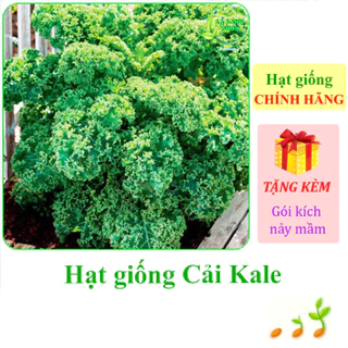 [Seeds] Hạt giống Cải Xoăn (Cải Kale) Rạng Đông Rado 686 (gói 5g khoảng 500 hạt) - Hàng chính hãng