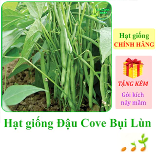 [Seeds] Hạt giống Đậu cove bụi lùn Rạng Đông Rado 11 (gói 20 gram khoảng 120 hạt) - Hàng chính hãng