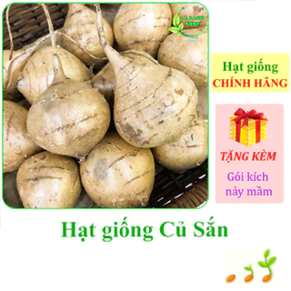 [Seeds] Hạt giống Củ sắn (Củ đậu) Rạng Đông Rado 405 (gói 5 gram khoảng 30 hạt) - Hàng chính hãng