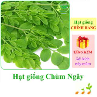 [Seeds] Hạt giống Chùm ngây Rạng Đông Rado 03 (gói 2 gram khoảng 10 hạt) - Hàng chính hãng