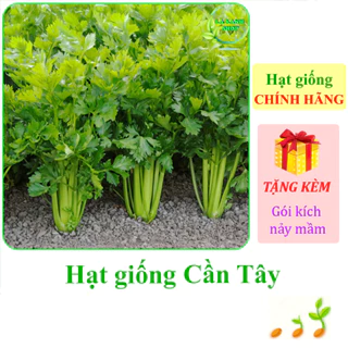 [Seeds] Hạt giống Cần tây Thera Rạng Đông (gói 5 gram khoảng 7000 hạt) - Hàng chính hãng