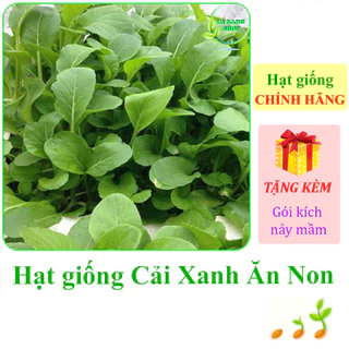 [Seeds] Hạt giống Cải xanh ăn non Rạng Đông Rado 638 (gói 20 gram khoảng 2000 hạt) - Hàng chính hãng