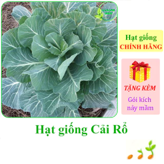 [Seeds] Hạt giống Cải rổ Rạng Đông Rado 305 (gói 5 gram khoảng 500 hạt) - Hàng chính hãng