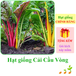 [Seeds] Hạt Giống Cải cầu vòng Rạng Đông Rado 56 (gói 10 gram khoảng 450 hạt) - Hàng chính hãng