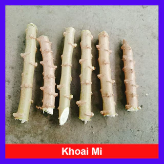 Cây khoai mì giống - loại củ to dễ trồng