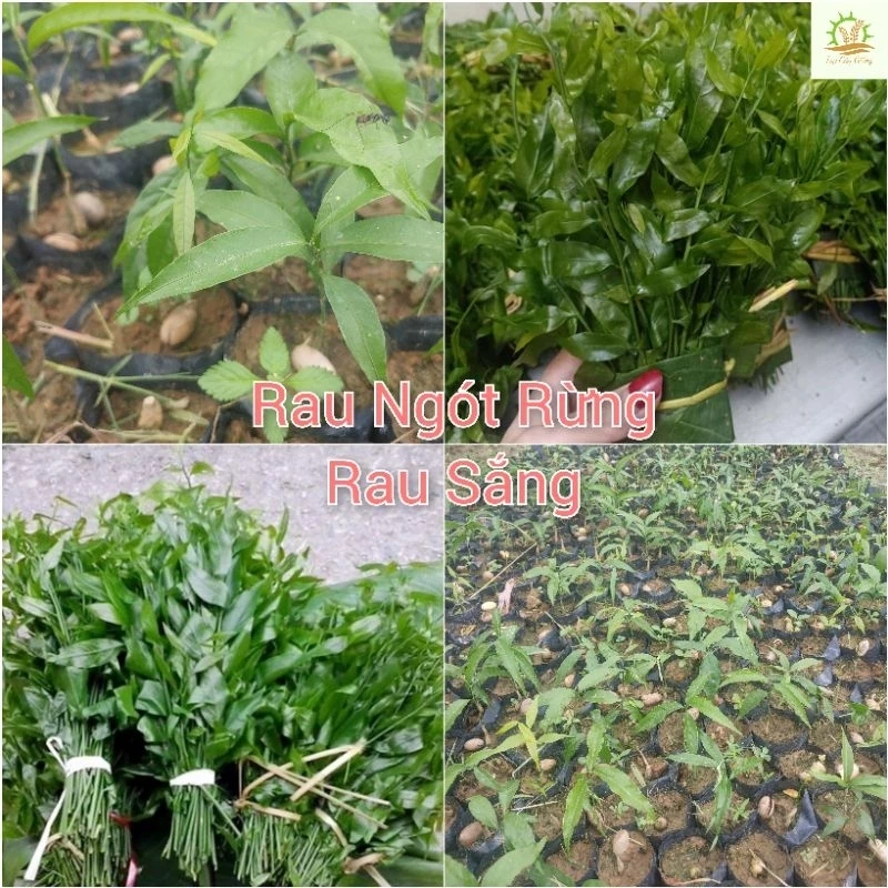 Cây giống rau Ngót Rừng, Rau Sắng, Rau Mì Chính (mua 10 tặng 1)